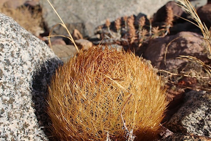 neoporteria eriosyzoides