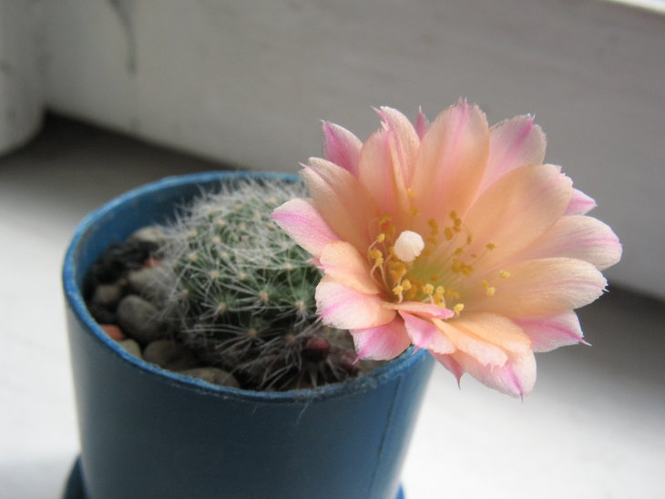 Rebutia hoffmanniana WR521a