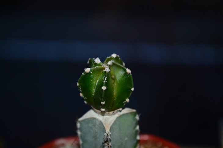DSC_0841.jpg