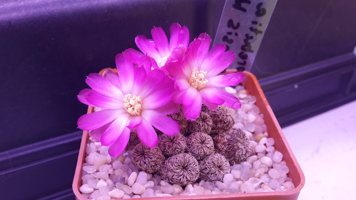 Sulcorebutia mizquensis WR194