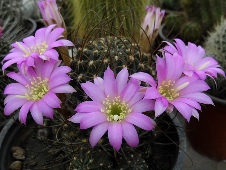 Lobivia wrightiana