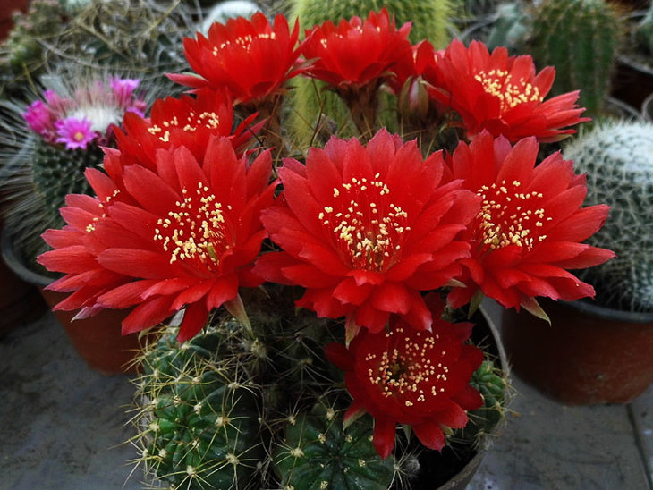 Lobivia hertrichiana f. binghamiana