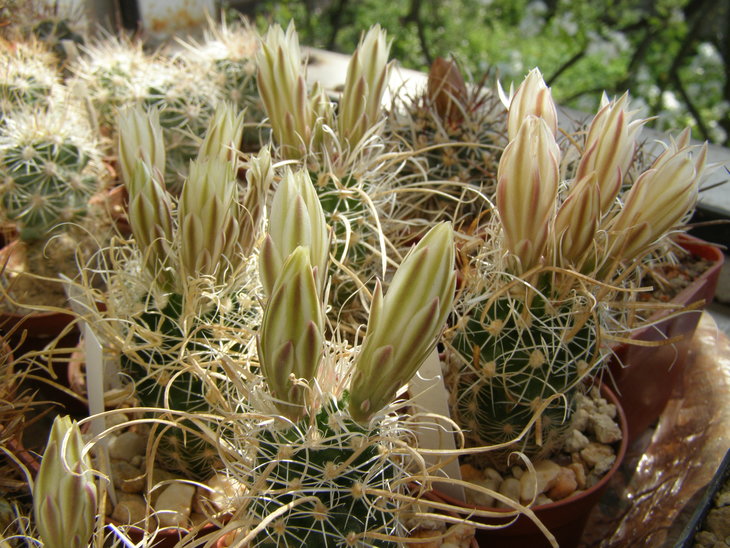 papyracantha.sb 504