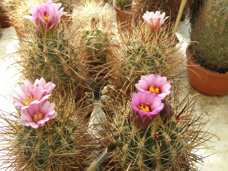 whipplei ssp.busekii,sb 1086