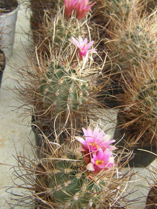 spinossior ssp.blainei.sb1540