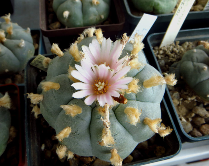 Lophophora williamsii
