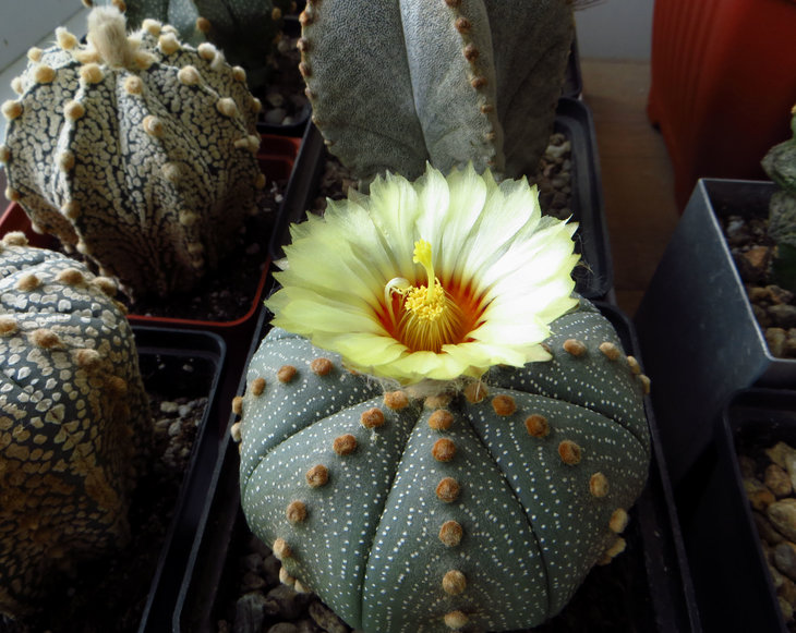 Astrophytum asterias