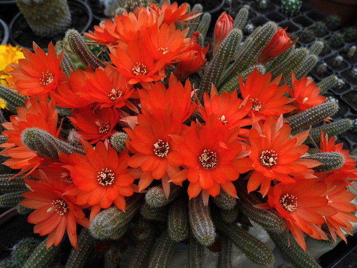 Echinopsis chamaecereus (Chamaecereus silvestrii)