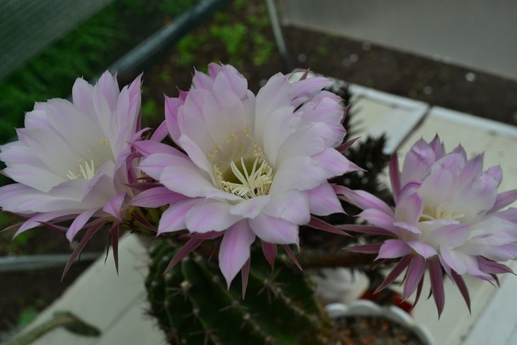 DSC_1046.jpg