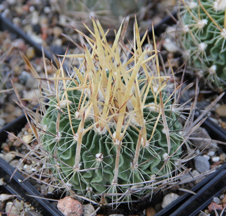 Echinofossulocactus zacatecasensis KMR10
