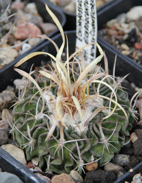 Echinofossulocactus aff. dichroacanthus L1564   PILTZ