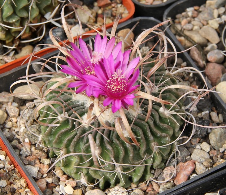 Echinofossulocactus aff. dichroacanthus L1564   PILTZ