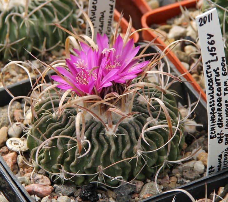Echinofossulocactus aff. dichroacanthus L1564   PILTZ