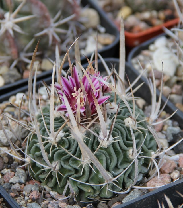 Echinofossulocactus phyllacantus grandicornis SB397 Huizache SLP   MG299.14