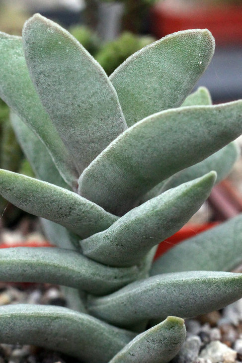 Crassula falcata