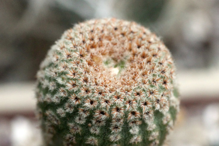 Yavia cryptocarpa
