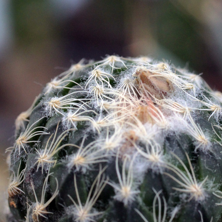 Бутоны Pelecyphora strobiliformis