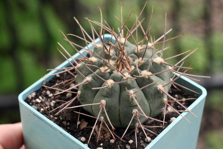 Gymnocalycium moserianum