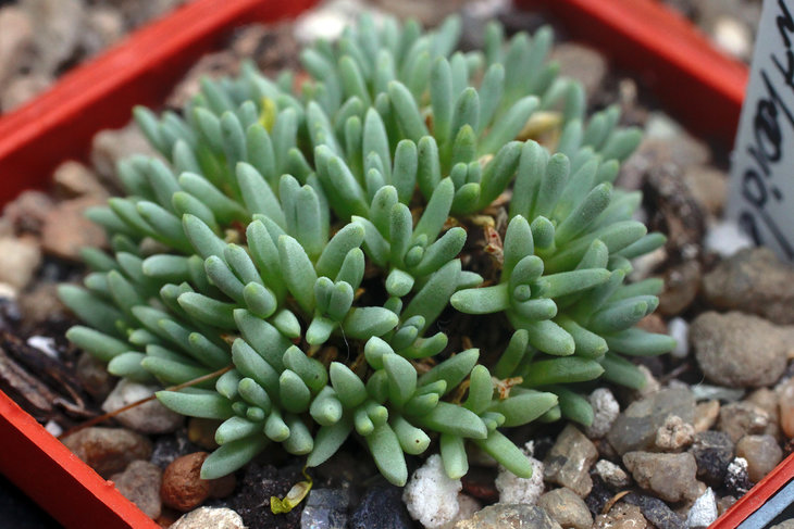 Delosperma sphalmanthoides