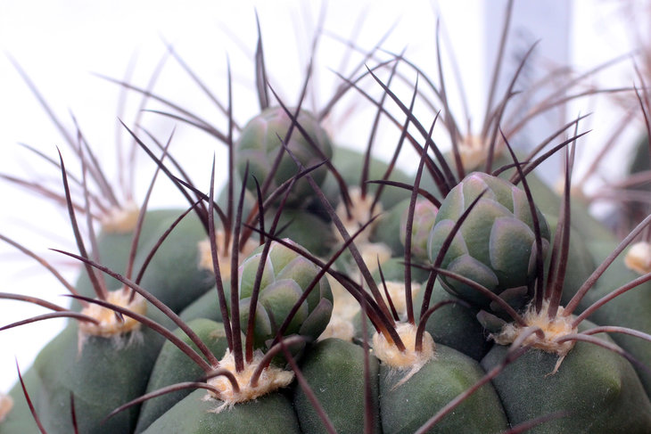 Бутоны Gymnocalycium saglionis