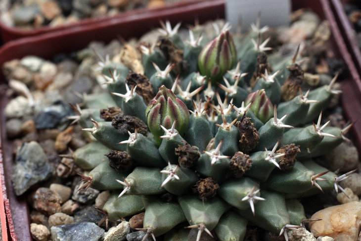 Mammillaria peninsularis