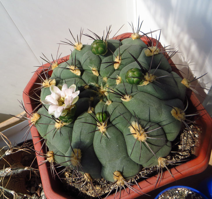 Gymnocalycium saglionis