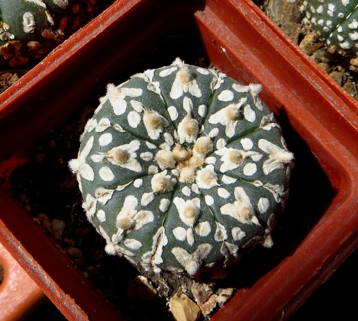 Astrophytum asterias cv Super kabuto V type