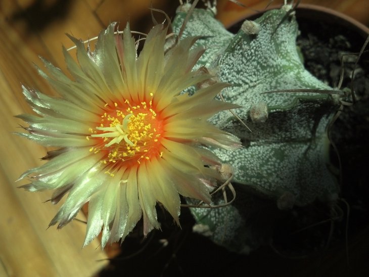 Astrophytum capricorne.jpg