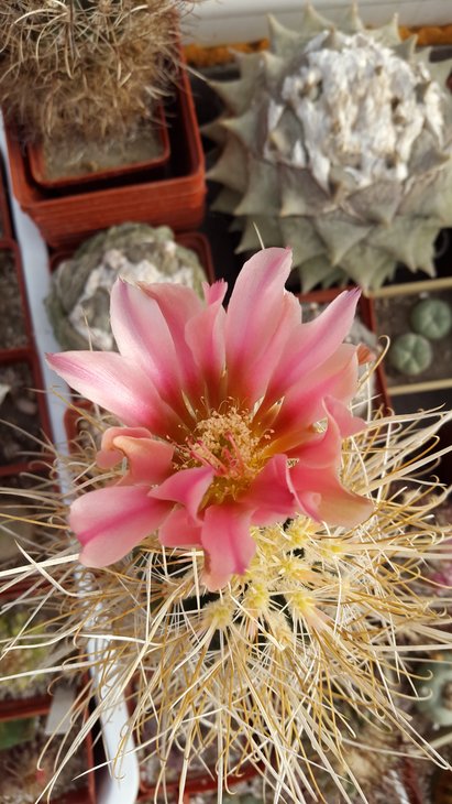 Sclerocactus polyancistrus white spines