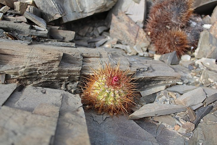 copiapoa rupestris