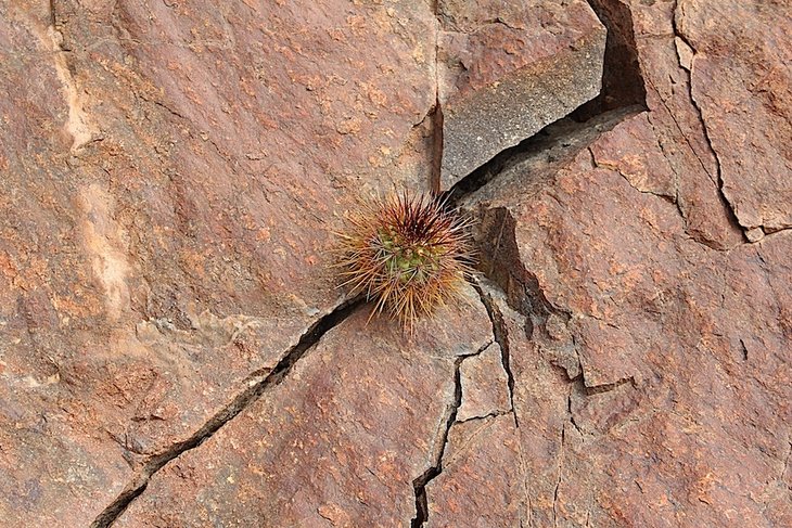 copiapoa rupestris