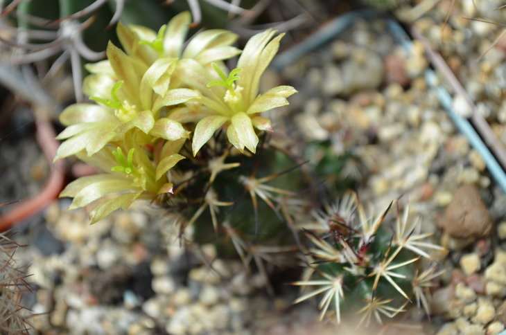 Echinocereus viridiflorus v. Davisii