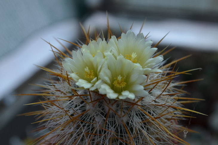 EFC vaupelianus