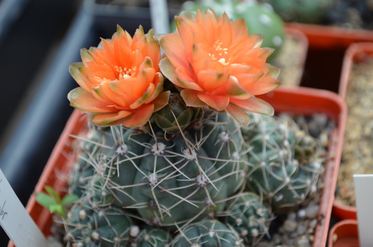 Gumnocalycium andrea x baldianum
