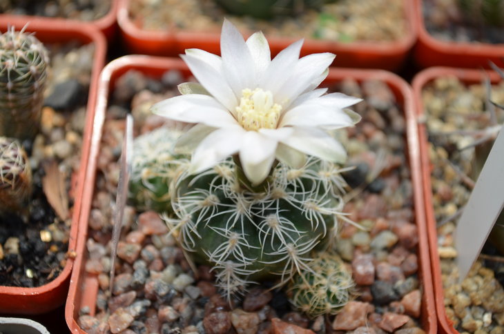 Gumnocalycium bruchii var. albispinum