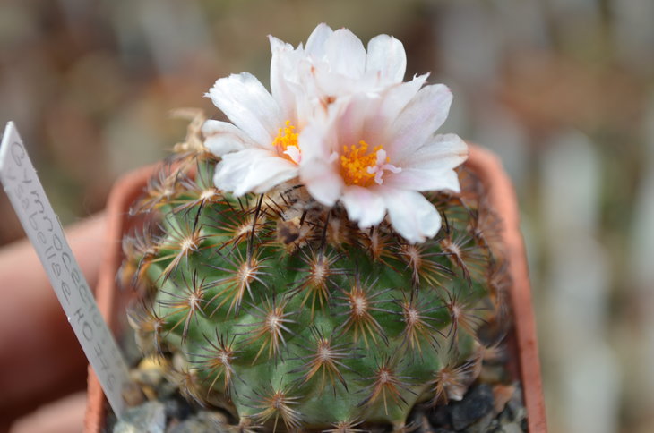 Gymnocactus Ysabellae HO 776