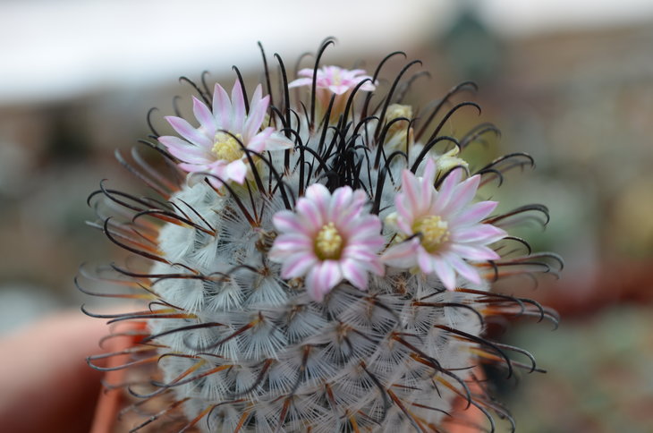 Mammillaria Peresdelarosa