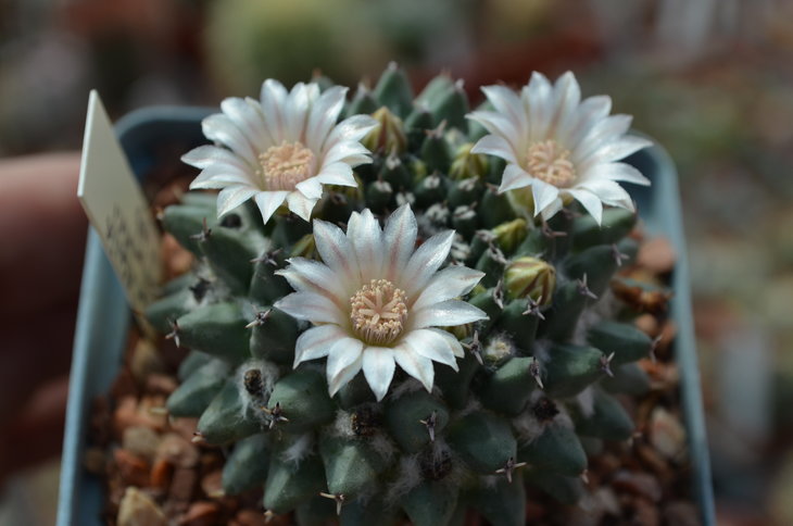 Mammillaria Sempervivii