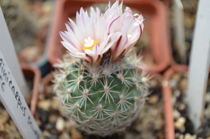 Turbinicarpus Sauerii
