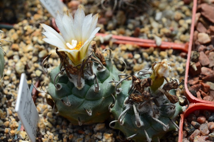 Turbinicarpus Schmiedickeanus Ssp. Klinkerianus Lilinkeuiduus