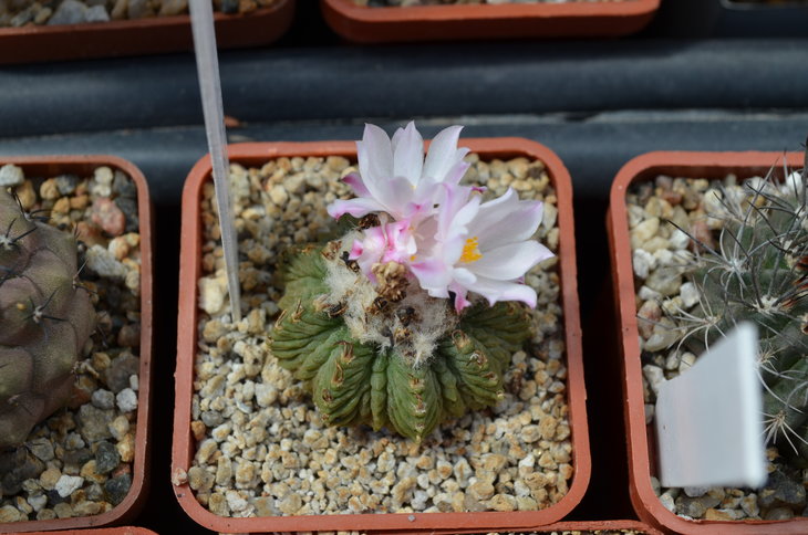 Aztekium Ritteri
