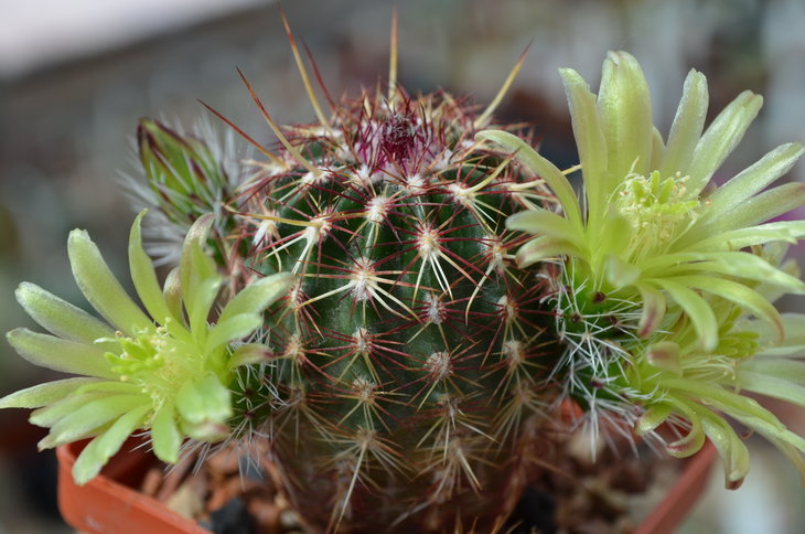 Echinocereus viridiflorus v. Robustior
