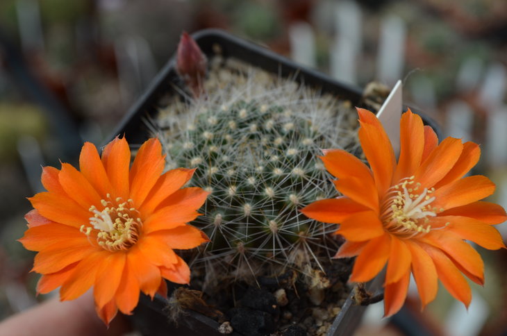 Rebutia Flavistila