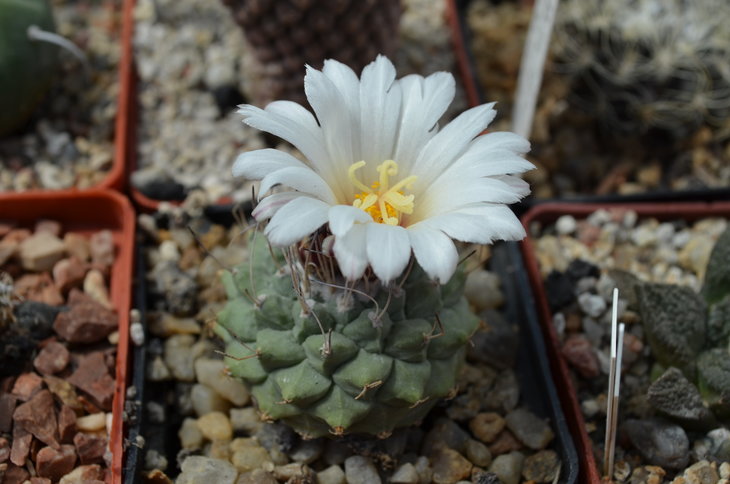 Strombocactus Disciformis