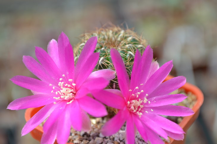 Sulcorebutia Crispata