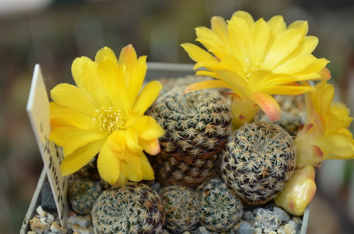 Sulcorebutia Langeri