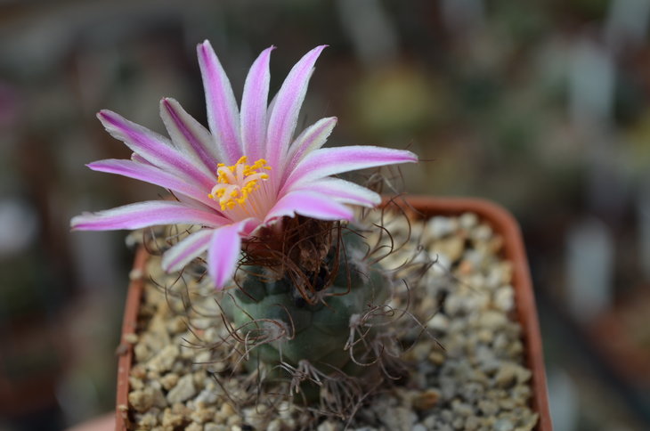 Turbinicarpus Pseudomacrochele