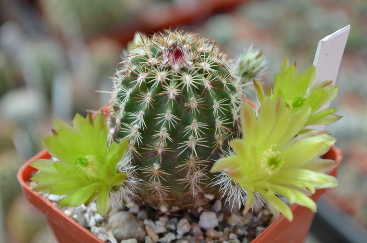 Echinocereus Viridiflorus SB 117 MG