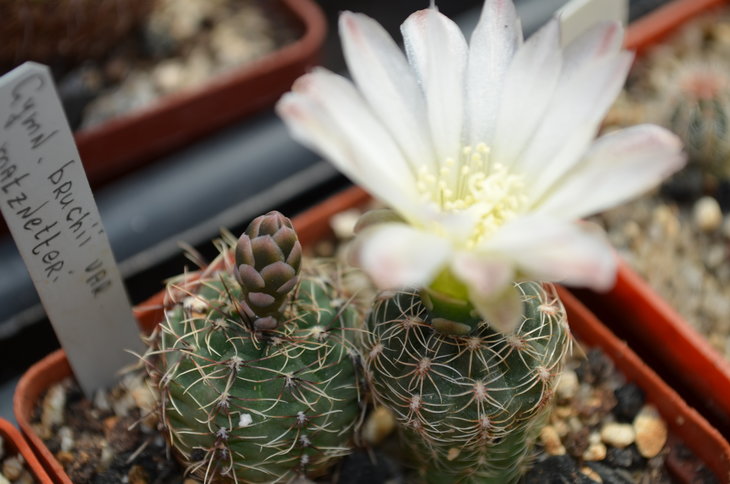 Gymnocalicium Bruchii var. Matznetterii