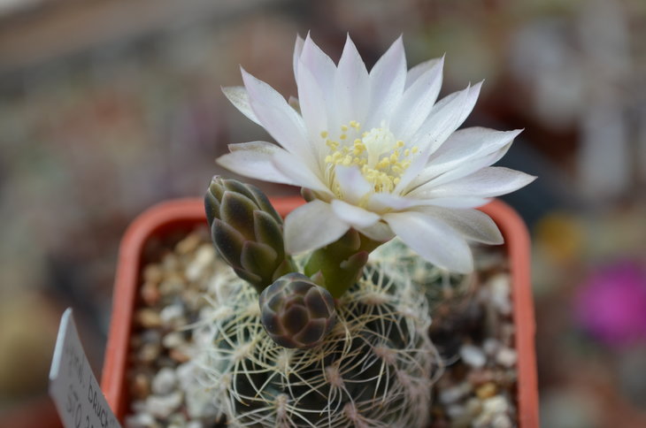 Gymnocalicium Bruchii